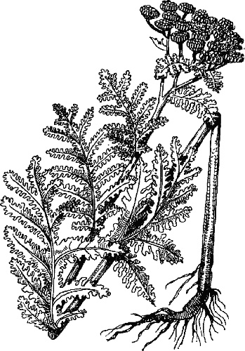 Иллюстрация к книге — Варикозное расширение вен. Лечение традиционными и нетрадиционными методами [_22.jpg]