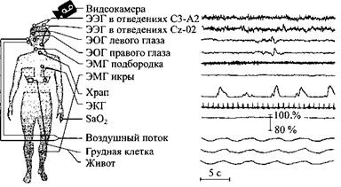 Иллюстрация к книге — Сон. Почему мы спим и как нам это лучше всего удается [i_002.jpg]