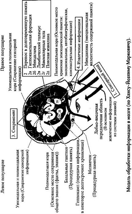 Иллюстрация к книге — Сон. Почему мы спим и как нам это лучше всего удается [i_018.jpg]