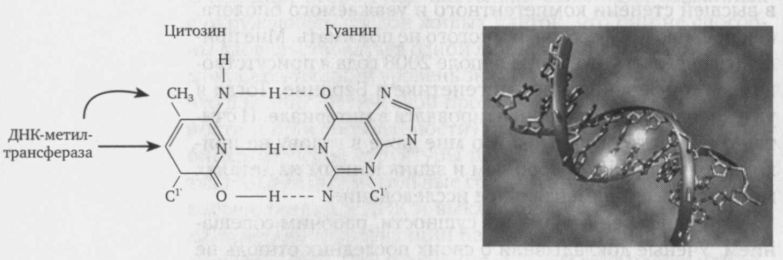 Иллюстрация к книге — Читая между строк ДНК. Второй код нашей жизни, или Книга, которую нужно прочитать всем [i_002.jpg]