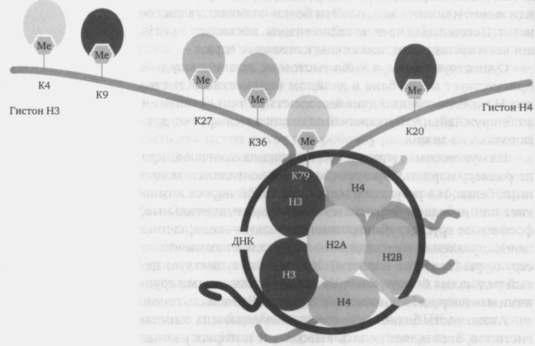 Иллюстрация к книге — Читая между строк ДНК. Второй код нашей жизни, или Книга, которую нужно прочитать всем [i_003.jpg]