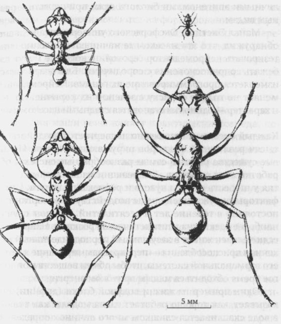 Иллюстрация к книге — Читая между строк ДНК. Второй код нашей жизни, или Книга, которую нужно прочитать всем [i_006.jpg]