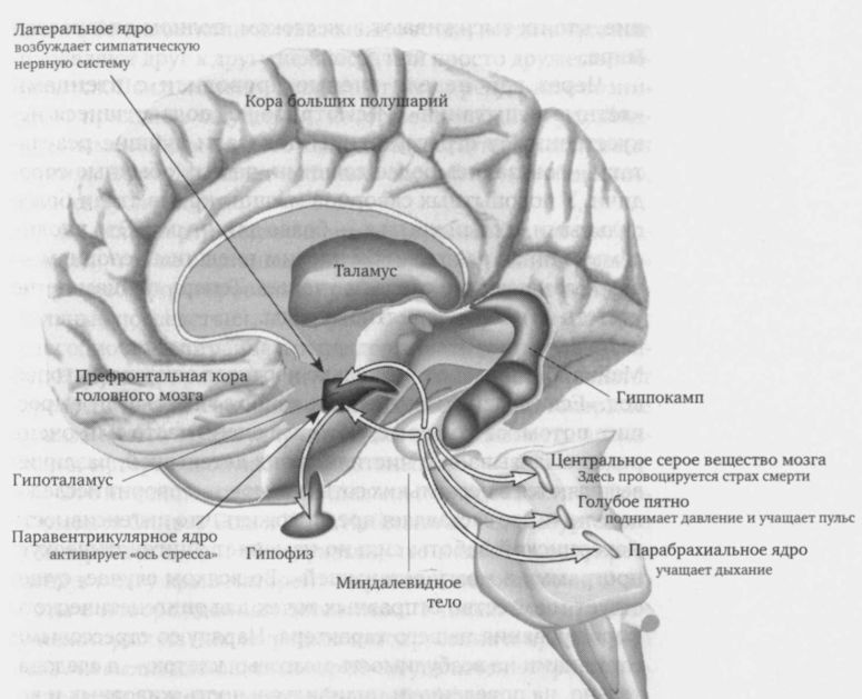 Иллюстрация к книге — Читая между строк ДНК. Второй код нашей жизни, или Книга, которую нужно прочитать всем [i_007.jpg]