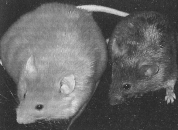 Иллюстрация к книге — Читая между строк ДНК. Второй код нашей жизни, или Книга, которую нужно прочитать всем [i_009.jpg]