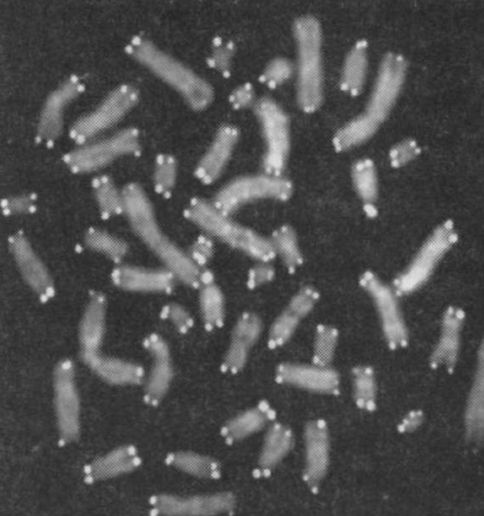 Иллюстрация к книге — Читая между строк ДНК. Второй код нашей жизни, или Книга, которую нужно прочитать всем [i_010.jpg]