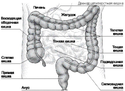 Иллюстрация к книге — Болезни желудка и кишечника. Лечение и очищение [i_002.jpg]