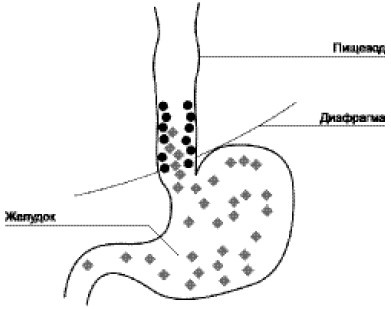 Иллюстрация к книге — Болезни желудка и кишечника. Лечение и очищение [i_003.jpg]