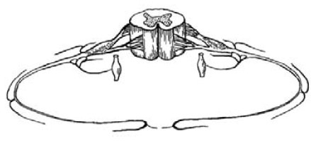 Иллюстрация к книге — Кинезитерапия суставов и позвоночника [i_007.jpg]