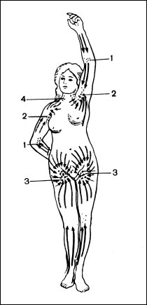 Иллюстрация к книге — Массаж от классики до экзотики. Полная энциклопедия систем, видов, техник, методик [i_056.jpg]