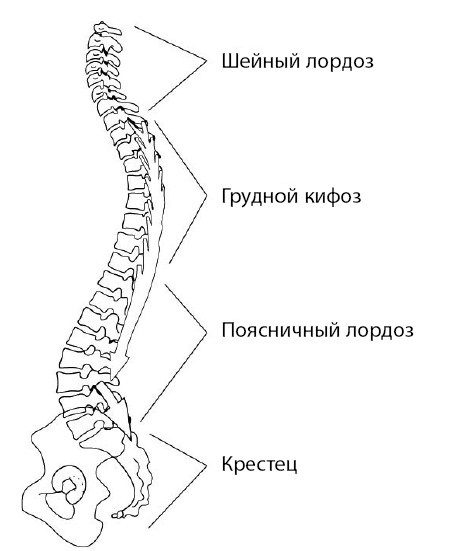 Иллюстрация к книге — 1000 ответов на вопросы, как вернуть здоровье [i_040.jpg]