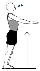 Иллюстрация к книге — Здоровые сосуды, или Зачем человеку мышцы? [Autogen_eBook_id32.jpg]