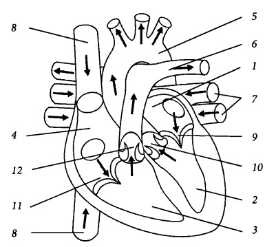 Иллюстрация к книге — Здоровое сердце и сосуды [i_001.jpg]