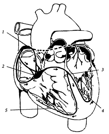 Иллюстрация к книге — Здоровое сердце и сосуды [i_004.jpg]
