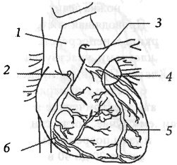 Иллюстрация к книге — Здоровое сердце и сосуды [i_005.jpg]