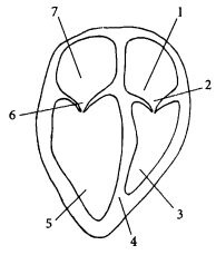 Иллюстрация к книге — Здоровое сердце и сосуды [i_010.jpg]