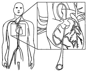 Иллюстрация к книге — Здоровое сердце и сосуды [i_011.jpg]