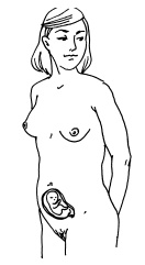 Иллюстрация к книге — Буду мамой! Все о беременности и первом годе жизни малыша. 1000 ответов на 1000 главных вопросов [i_008.jpg]