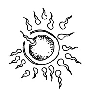 Иллюстрация к книге — Буду мамой! Все о беременности и первом годе жизни малыша. 1000 ответов на 1000 главных вопросов [i_018.jpg]