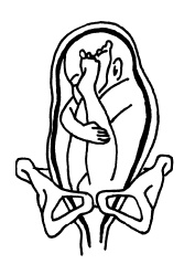 Иллюстрация к книге — Буду мамой! Все о беременности и первом годе жизни малыша. 1000 ответов на 1000 главных вопросов [i_033.jpg]