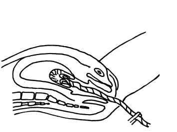 Иллюстрация к книге — Буду мамой! Все о беременности и первом годе жизни малыша. 1000 ответов на 1000 главных вопросов [i_047.jpg]