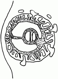 Иллюстрация к книге — 1001 вопрос будущей мамы. Большая книга ответов на все вопросы [i_019.jpg]