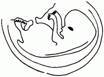 Иллюстрация к книге — 1001 вопрос будущей мамы. Большая книга ответов на все вопросы [i_020.jpg]