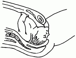 Иллюстрация к книге — 1001 вопрос будущей мамы. Большая книга ответов на все вопросы [i_051.jpg]