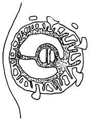 Иллюстрация к книге — Все, что будущая мама хочет знать, но не знает, у кого спросить [i_018.jpg]