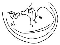 Иллюстрация к книге — Все, что будущая мама хочет знать, но не знает, у кого спросить [i_019.jpg]