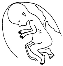 Иллюстрация к книге — Все, что будущая мама хочет знать, но не знает, у кого спросить [i_020.jpg]