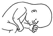 Иллюстрация к книге — Все, что будущая мама хочет знать, но не знает, у кого спросить [i_023.jpg]