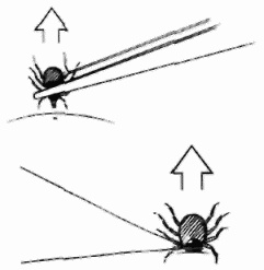 Иллюстрация к книге — Неотложная помощь. Справочник для родителей. Всегда под рукой [i_082.jpg]