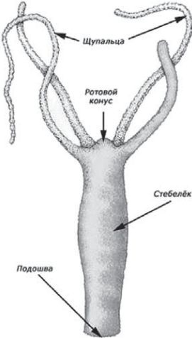 Иллюстрация к книге — Сыроедение против предрассудков. Эволюция в питании человека [i_001.jpg]