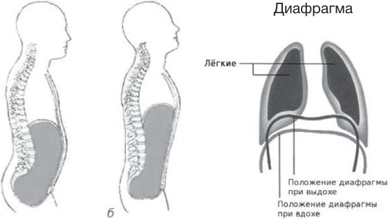 Иллюстрация к книге — Сыроедение против предрассудков. Эволюция в питании человека [i_003.jpg]