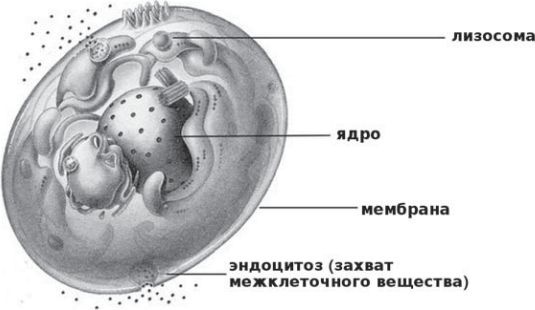 Иллюстрация к книге — Сыроедение против предрассудков. Эволюция в питании человека [i_006.jpg]