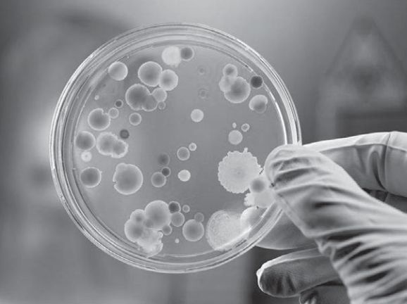 Иллюстрация к книге — Сыроедение против предрассудков. Эволюция в питании человека [i_007.jpg]