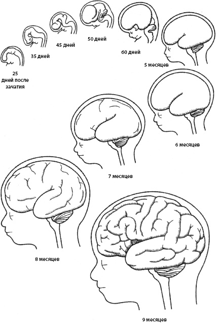 Иллюстрация к книге — Тайны мозга вашего ребенка [_04.jpg]