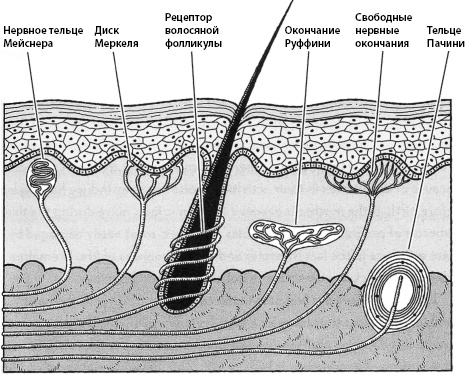 Иллюстрация к книге — Тайны мозга вашего ребенка [_24.jpg]
