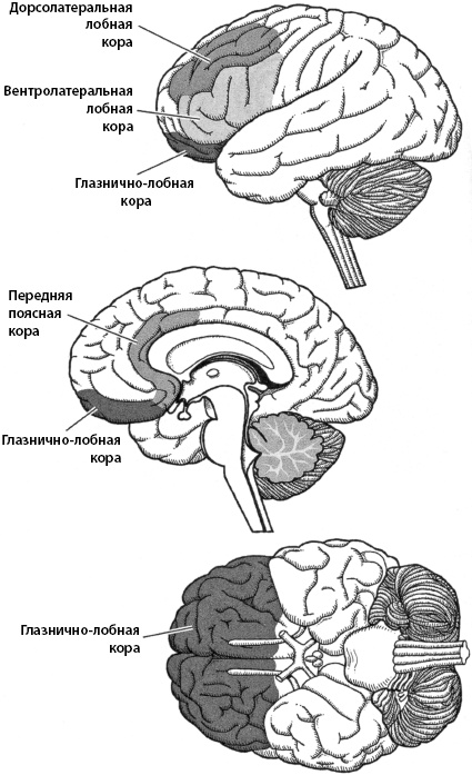 Иллюстрация к книге — Тайны мозга вашего ребенка [_29.jpg]