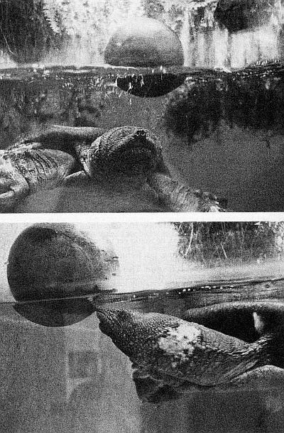 Иллюстрация к книге — Тайны мозга вашего ребенка [_31.jpg]