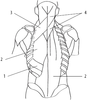 Иллюстрация к книге — Скульптурная гимнастика для мышц, суставов и внутренних органов [Autogen_eBook_id10.jpg]
