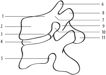 Иллюстрация к книге — Скульптурная гимнастика для мышц, суставов и внутренних органов [Autogen_eBook_id14.jpg]