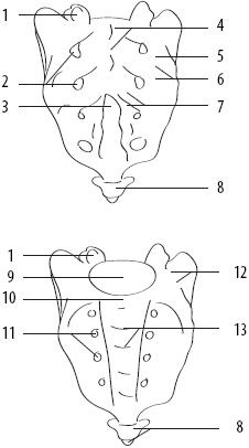 Иллюстрация к книге — Скульптурная гимнастика для мышц, суставов и внутренних органов [Autogen_eBook_id17.jpg]
