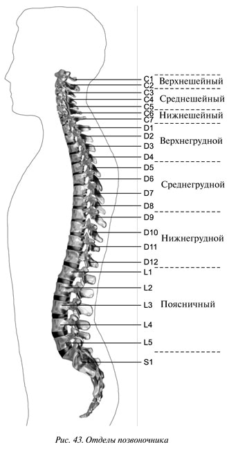 Иллюстрация к книге — Гимнастика будущего [Autogen_eBook_id34.jpg]