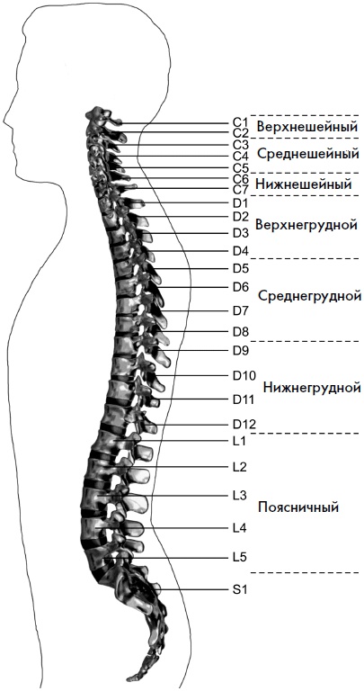 Иллюстрация к книге — Гимнастика для сосудов [Autogen_eBook_id105.jpg]