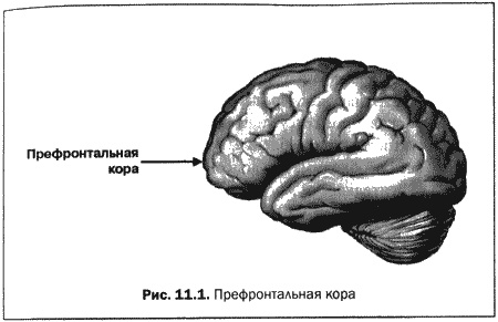 Иллюстрация к книге — Великолепный мозг в любом возрасте [img19.jpg]