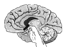 Иллюстрация к книге — Измените свой мозг - изменится и жизнь! [i_029.jpg]