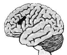 Иллюстрация к книге — Измените свой мозг - изменится и жизнь! [i_041.jpg]