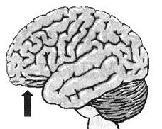 Иллюстрация к книге — Измените свой мозг - изменится и жизнь! [i_042.jpg]