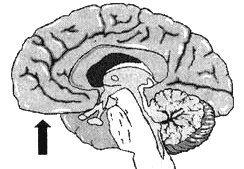 Иллюстрация к книге — Измените свой мозг - изменится и жизнь! [i_044.jpg]